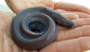 This image provided by the Scripps Institute of Oceanography shows Scripps' biological collector, Eddie Kisfaludy holding a hagfish June 8, 2007 in La Jolla, Calif.  The overseas appetite for the hagfish  also known as the slime eel  is creating a business opportunity for struggling West Coast fishermen confronted with tough restrictions on the catching of salmon and other fish.  (AP Photo/Scripps Institute of Oceanography, Cabria Colt)
