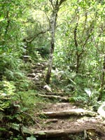 Randonnée du Sentier des Calumets à Cilaos