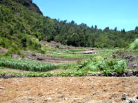 Le plateau de Mare abrite encore quelques plantations agricoles