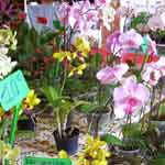 orchidee la favorite