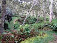 Forêt de Tamarins